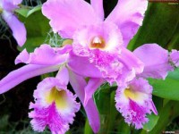 комнатный цветок орхидея